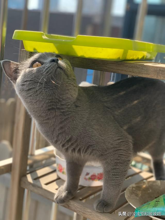 有鱼猫粮:猫咪除了猫粮，连鱼和其他肉食、蛋类都不吃，如何增加营养？