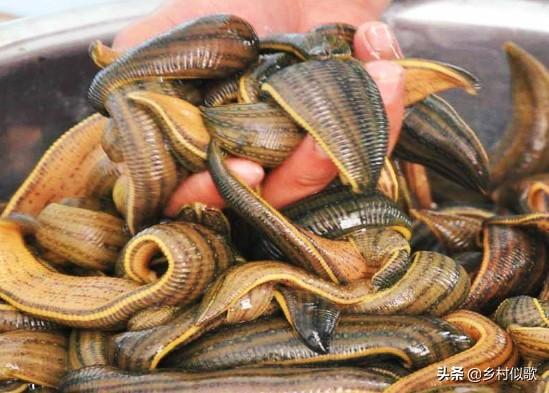 金钱活门蛛的资料:金钱活门蛛能活多久 杭州来某某被丈夫密谋杀害，手段凶残，为啥之前不是选择离婚？