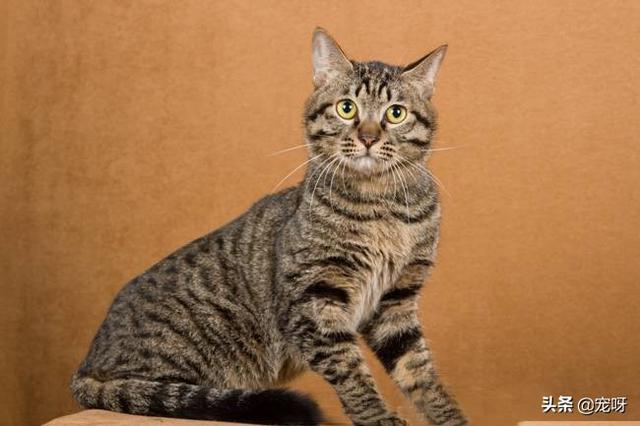 西伯利亚森林猫的颜色:世界上哪些家猫还保存着原始野性？为什么？ 西伯利亚森林猫颜色分类