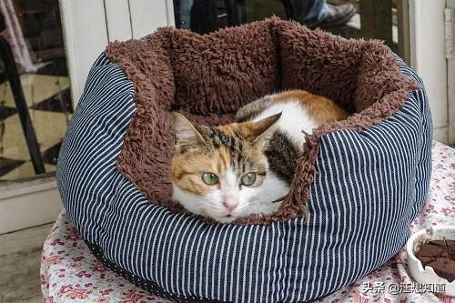 猫咪摇头打喷嚏:猫咪有点打喷嚏，怎么办？两个半月大，如果是？