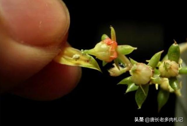 紫牡丹是长生草属吗:紫牡丹是长生草系列吗 冬天适合养的多肉植物有哪些？
