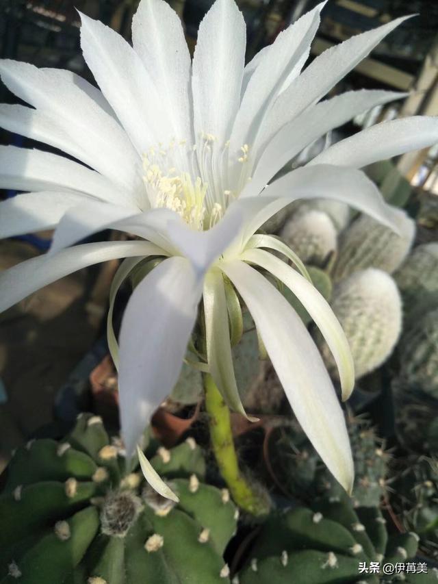 进入梅雨季节应该如何养护多肉植物？