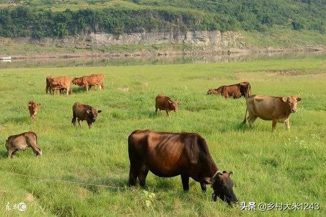 养牛知识与预防:夏季养牛有哪些注意事项？