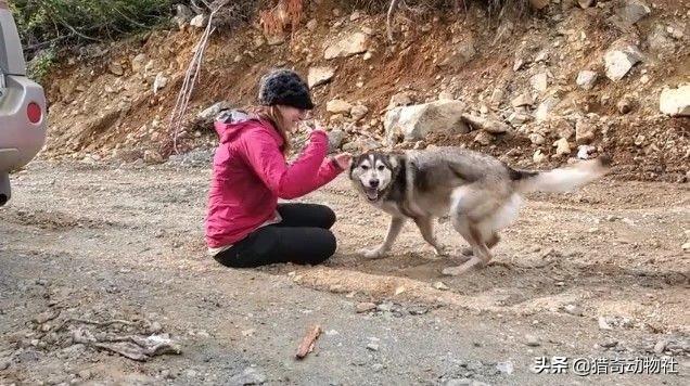 狗狗冲冲冲在线观看:狗狗故意做坏事，是因为我打骂过它吗？狗狗会记仇吗？