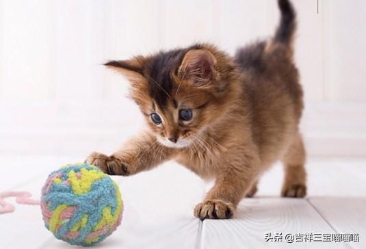 爱玩毛线球的猫美术课件:除了逗猫棒，还有什么别的猫玩具推荐嘛？