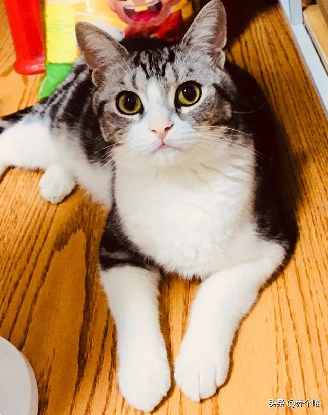 给狗割声带:铲屎官给猫咪除爪前，有考虑过除爪后的危害吗？