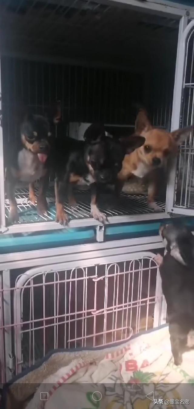 比格猎兔犬是小型犬吗:哪些狗狗送去宠物店寄养，老板可能都会嫌弃？