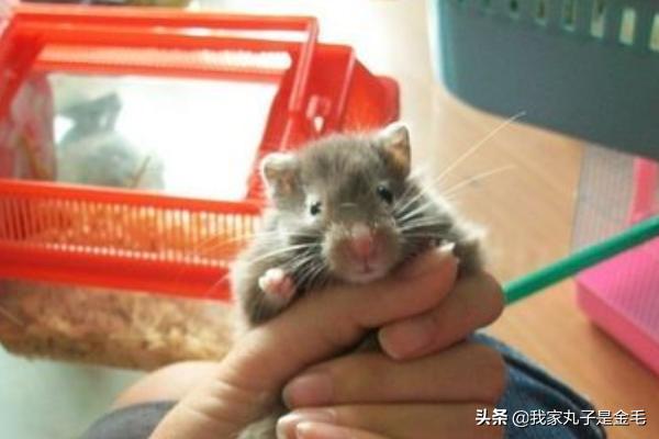 磨牙石怎么回事:三线仓鼠如何自己动手做磨牙板？