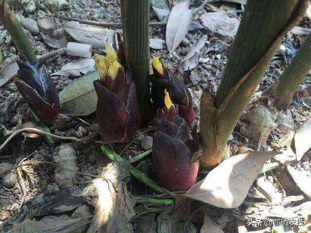 想大面积种植阳荷,需要注意哪些才能提高阳荷的产量和质量？
