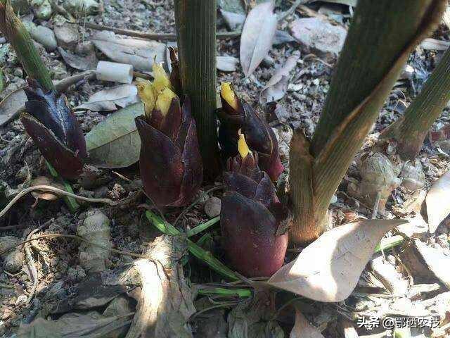 阳荷种植前景怎么样，洋荷姜适宜在四川种植吗，前途靠谱吗市场价大概是多少