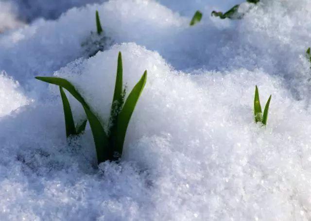 为什么韩愈的《春雪》被誉为千古佳作？春雪有何特别之处？