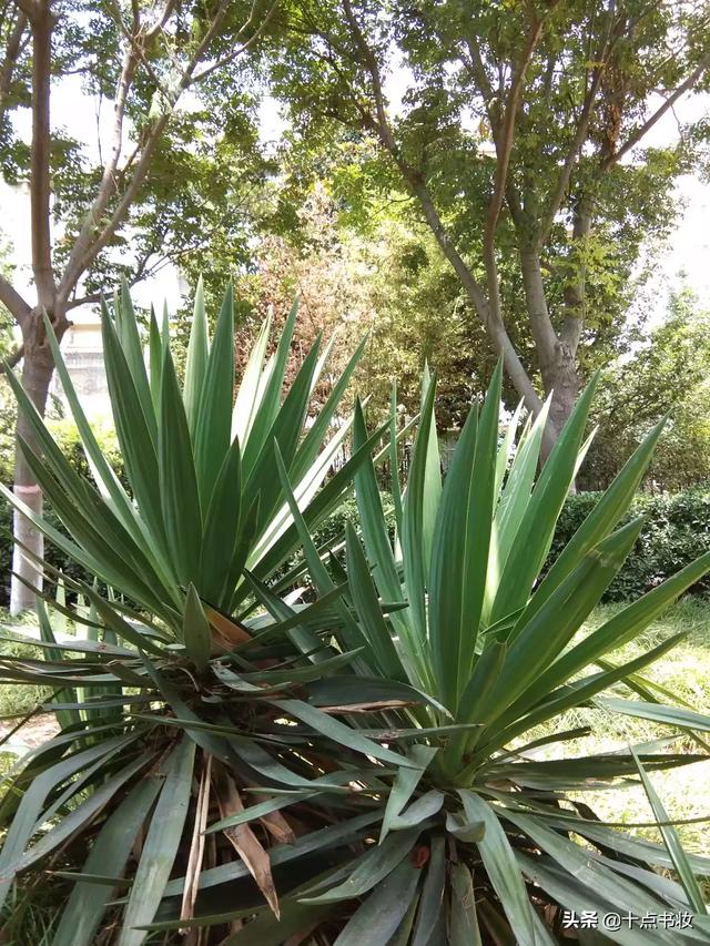 贾瑞为什么敢打王熙凤的主意？插图54