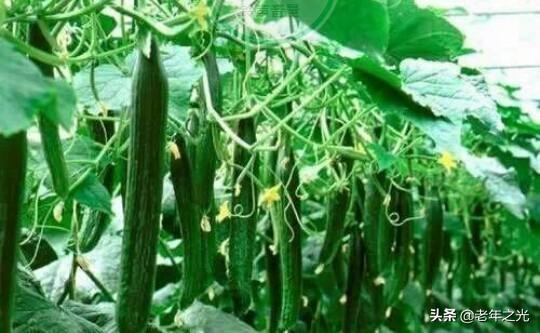 如何收瓜叶菊的种子:全部是雌蕊结瓜的黄瓜如何留黄瓜种子？