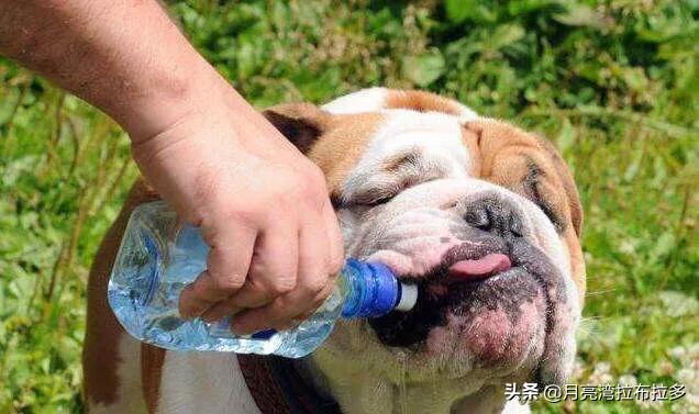 狗狗喝热水会导致咽喉损伤吗，狗狗喝水时，有哪些禁忌不能犯呢