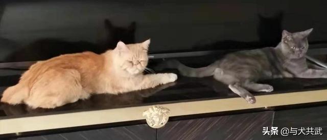 猫捉老鼠酷跑:两只猫天天在家跑酷，每天搞得乱七八糟怎么办？