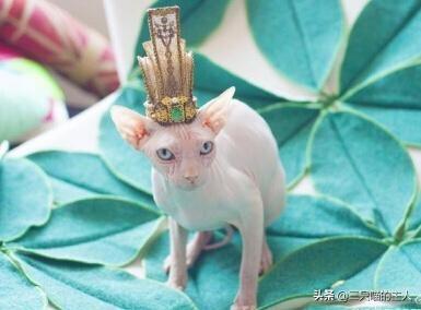 可爱猫咪萌宠图片:哪位女明星家的小猫咪最可爱？