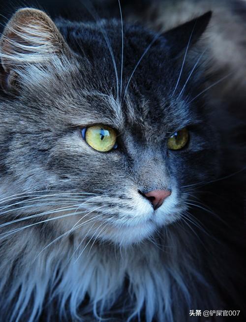 猫发情持续几天:母猫闹猫持续多久才停，母猫闹猫一般闹多长时间？