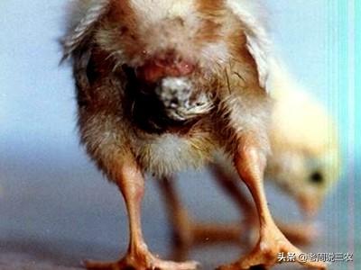 鸡大肠杆菌病临床表现:鸡的常见病有哪些？应该如何区分？
