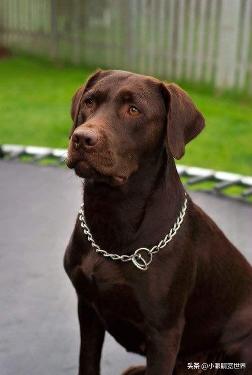 上饶哪里有卖边境牧羊犬:五年的母拉布拉多，值多少钱？怎么养？