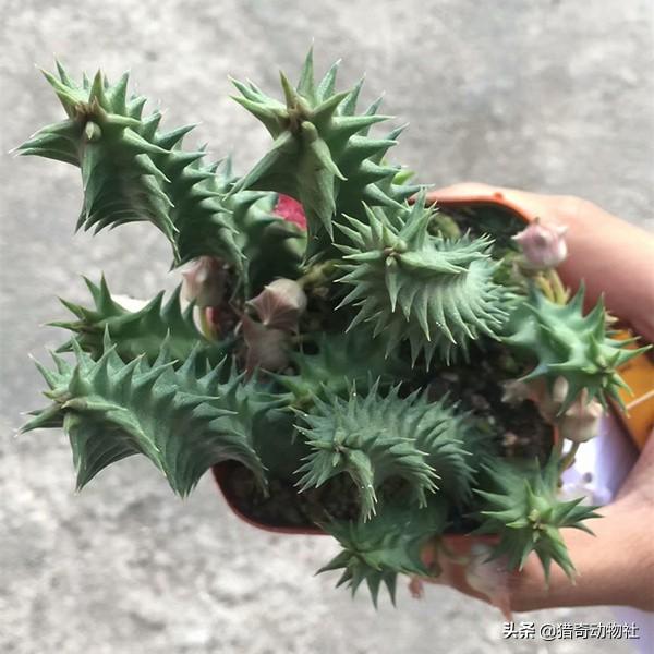沙漠什么动物吃仙人掌:据说在沙漠里渴了可以吃仙人掌的肉来解渴，不会中毒吗？