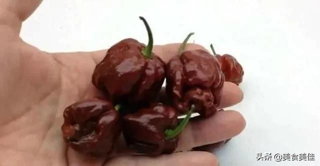 虎皮青椒是哪里的菜(虎皮青椒酿肉是哪里的菜)