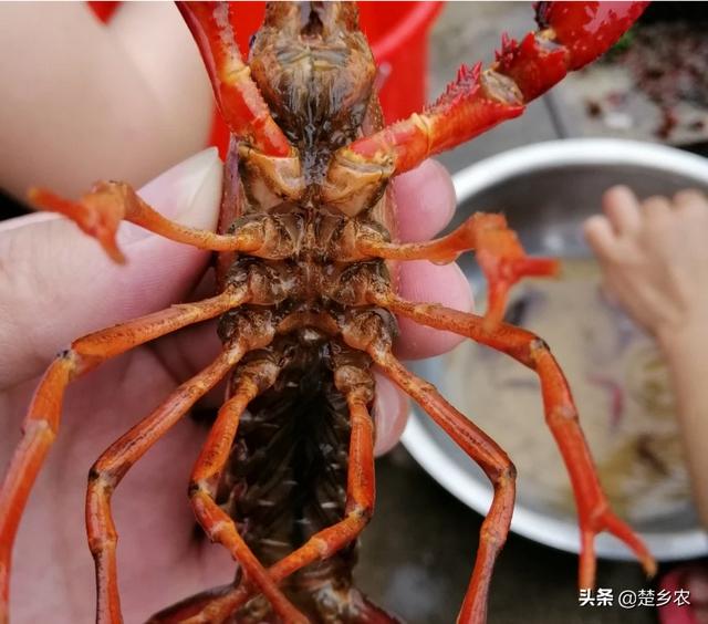 大理石纹螯虾哪些地区:小龙虾有哪些栖息习性？养殖户如何利用这些习性养好虾呢？