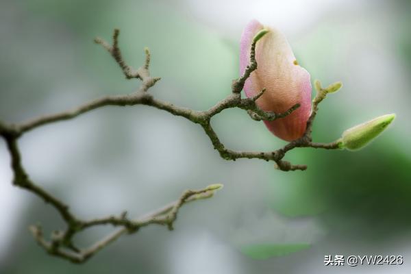 花花草草的句子朋友圈:花卉发朋友圈怎样写说说？