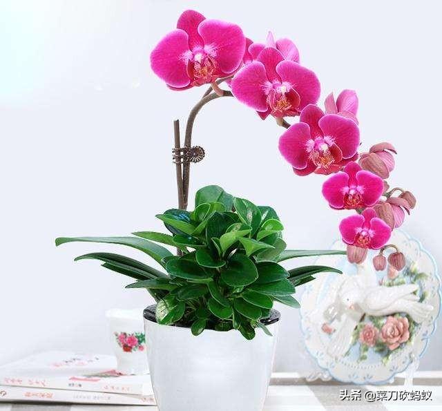 蝴蝶兰可以用洋葱水洗吗 菜刀砍蚂蚁的回答 头条问答