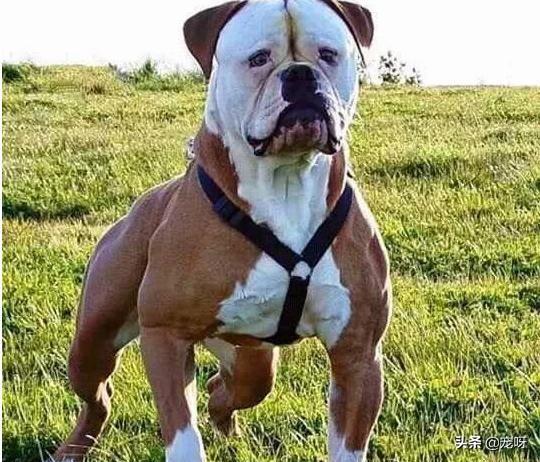 马士提夫獒犬:世界上最强壮的10种狗，你知道几种？