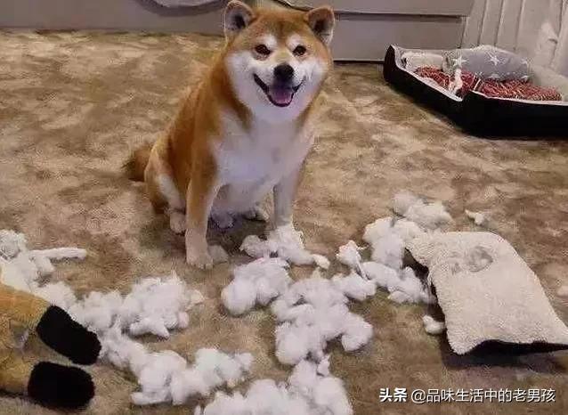 微笑天使狗狗图片柴犬:网红狗“柴犬”好不好养？