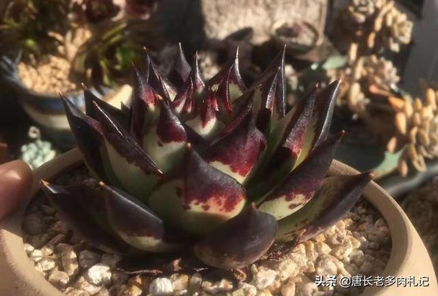 多肉植物有哪些品种株型紧凑,叶片肥厚而且不易长高？