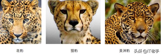 豹猫咪品种大全及图片:如何快速区分猎豹、花豹和美洲豹？