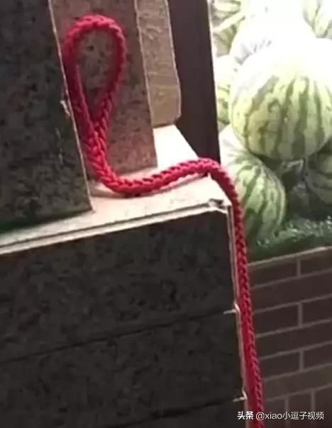 哈士奇搞笑视频会说话:有什么关于动物的搞笑短视频推荐？