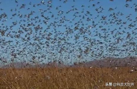 唐太宗吞蝗:古代有很多蝗灾，为什么现在很少有了？