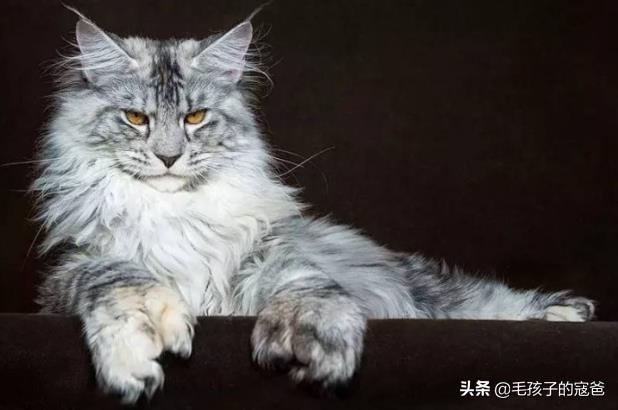 缅因猫什么时候开始长个子:缅因猫多大开始爆毛，缅因猫7个月不爆毛正常吗？