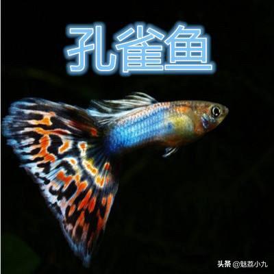 孔雀尾鱼刚出生的小鱼吃什么:请问孔雀鱼幼苗喂养注意事项，谢谢？