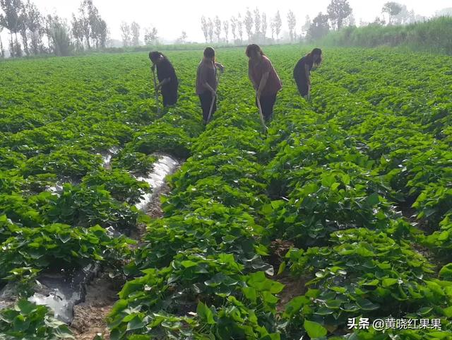 十字花科蔬菜软腐病:十字花科蔬菜软腐病的防治措施包括 油菜常被哪些细菌性病害危害？有哪些措施可以防治？