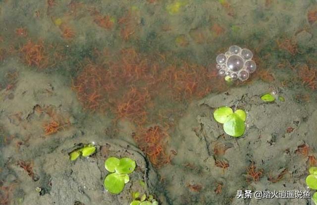 活鱼虫怎么养:活鱼怎么养到第二天 用活鱼虫投喂观赏鱼我从来不消毒，难道有错吗？