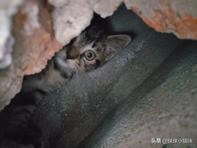 外国寻猫启示:如果你养过的猫咪丢了，你会去贴寻猫启事吗？ 寻猫启示样板