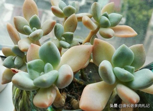多肉的叶子软了怎么办,多肉植物叶子变软是什么原因？