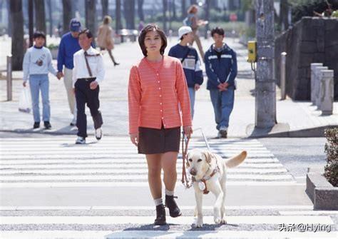 导盲犬是什么狗:拉布拉多是优秀的导盲犬，为什么饲养它的普通人很少？