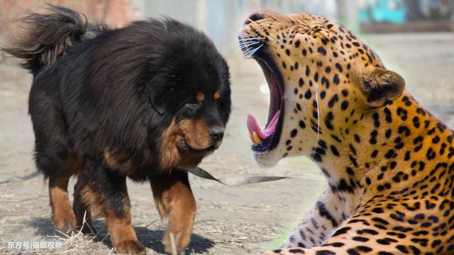 中华藏獒网:中华田园犬和藏獒哪个更聪明一些，为什么？