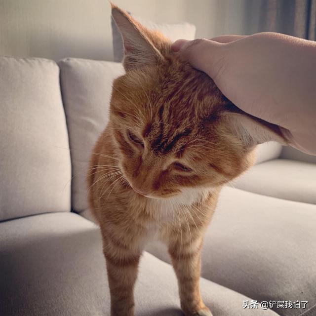 橘猫是什么品种，拥有一只可爱的橘猫是什么体验