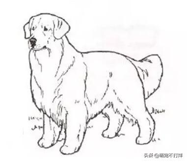 金毛犬论坛:双血统金毛的价格现在怎么样？