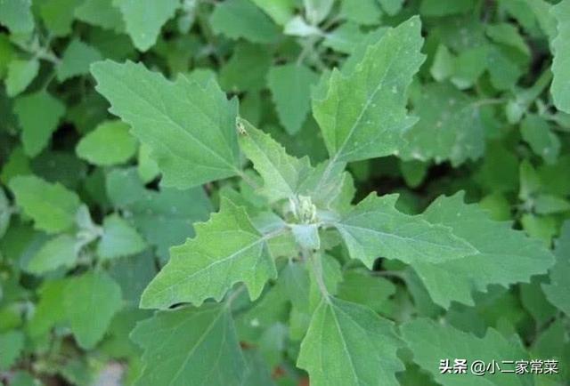 灰灰菜老了有用吗,怎么吃好吃？