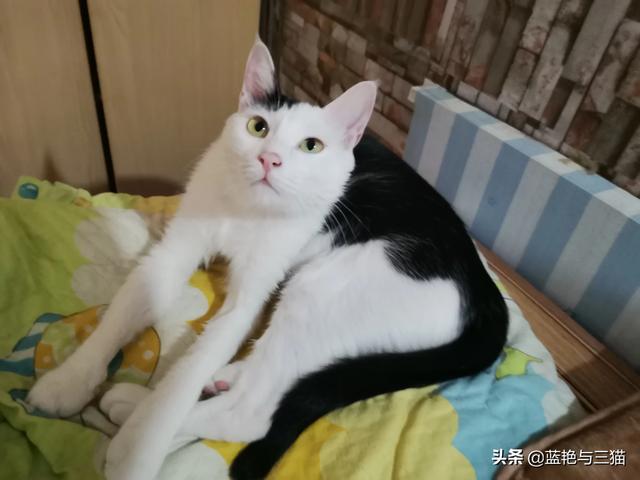 可爱宠物小猫咪:你们家的小猫咪晚上喜欢爬上你的床吗？ 我家的小宠物小猫咪
