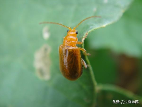 大冬瓜幼苗蚜虫怎么防治:种植冬瓜时，如何防治黄守瓜虫害？