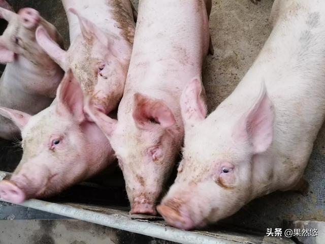 猪病网猪病大全:如何判断一个地方已比较具备生猪复养条件？