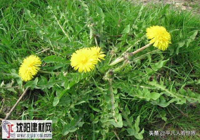 其弥雅:如何理解“其出弥远，其知弥少”这句话？