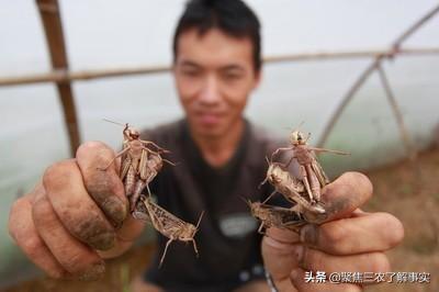 蚂蚱怎么做好吃,农村的蚂蝗能吃吗？怎么做好吃？